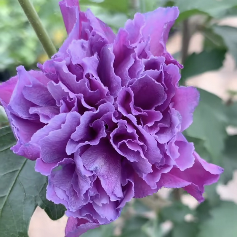 重瓣紫玉木槿花苗盆栽阳台蓝紫色花卉植物室内日本可食用四季好养