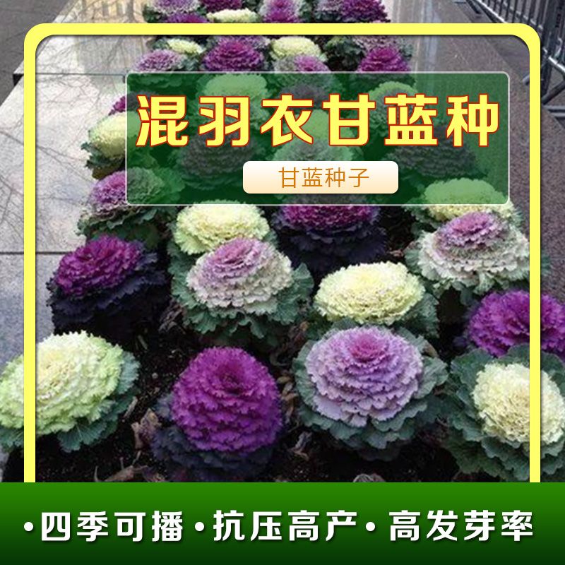 羽衣甘蓝种子种籽苗多年耐寒食用观赏紫色蔬菜苗阳台四季盆栽花卉