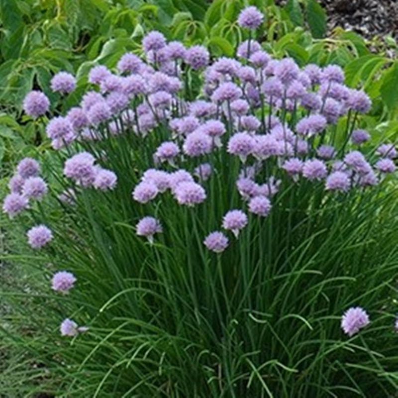 虾夷葱成品大苗盆栽开紫色花可驱蚊可食用庭院花园花镜植物多年生