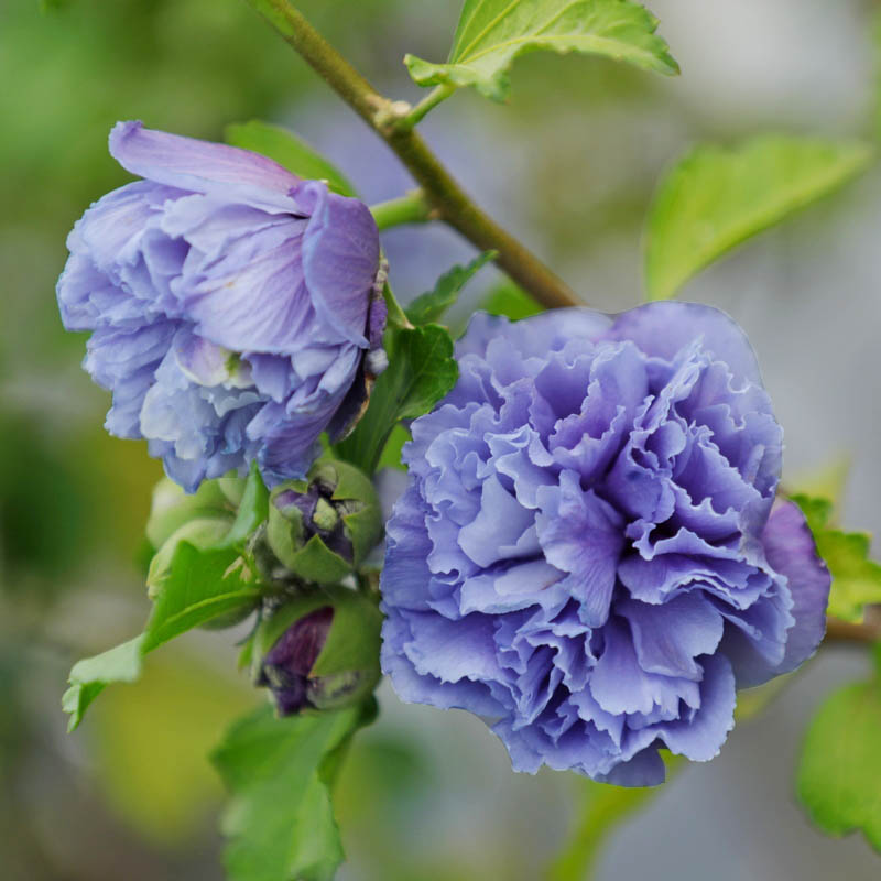 日本蓝紫色重瓣紫玉木槿花苗盆栽阳台观花花卉花园植物耐寒可食用