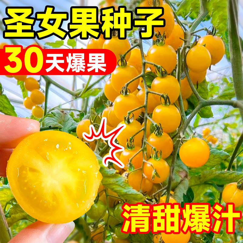 千禧圣女果种籽黄色小番茄种子西红柿种孑四季阳台蔬菜水果苗种植