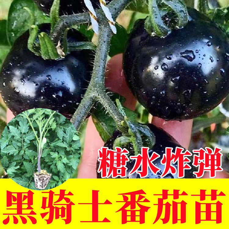 黑骑士番茄苗秧樱桃小西红柿幼苗超甜圣女果四季易种植蔬菜苗种子