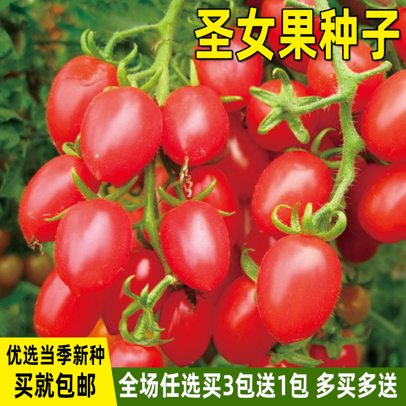 圣女果种子小番茄种籽西红柿种孑四季播盆栽庭院水果蔬菜种子大全