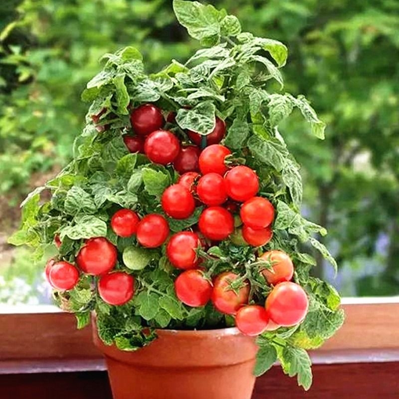 矮生盆栽番茄种子阳台四季小西红柿种籽苗圣女果苗孑子秧大全水果