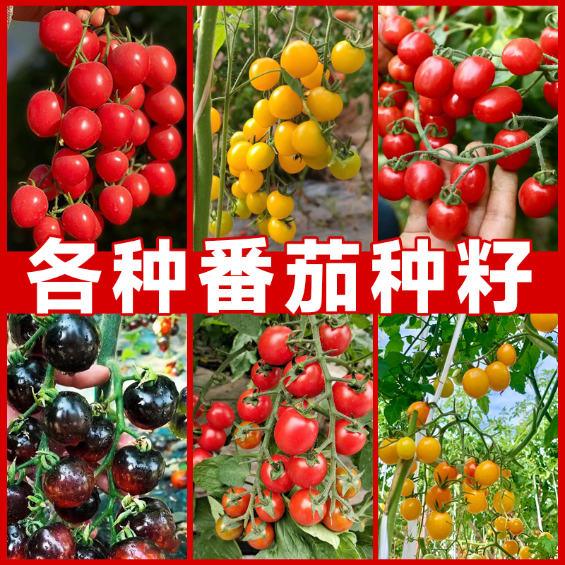 小番茄种籽千禧圣女果种子矮生水果番茄种孑春播蔬菜种盆栽西红柿