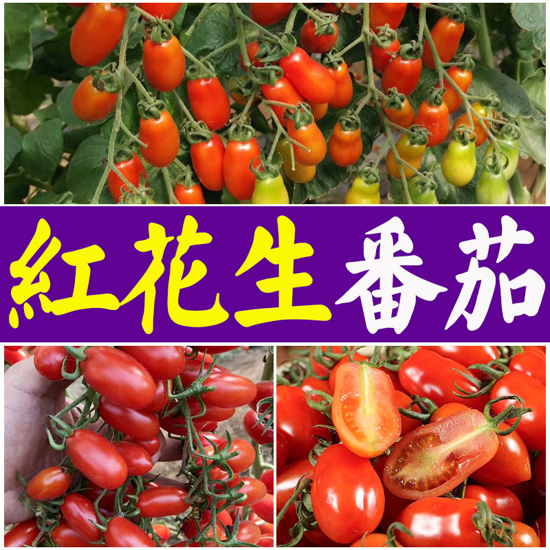 红花生柿子番茄种苗特色超甜圣女果大田基地种植家庭菜园春季蔬菜