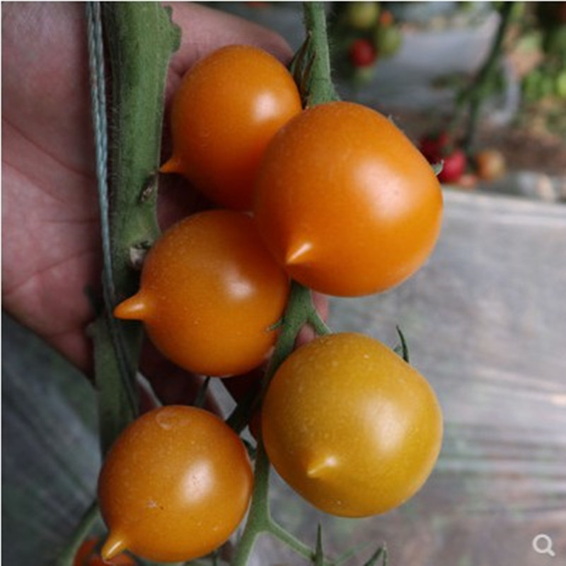 特色改良春桃番茄种子黄桃西红柿金桃一号 口感好基地观光种植