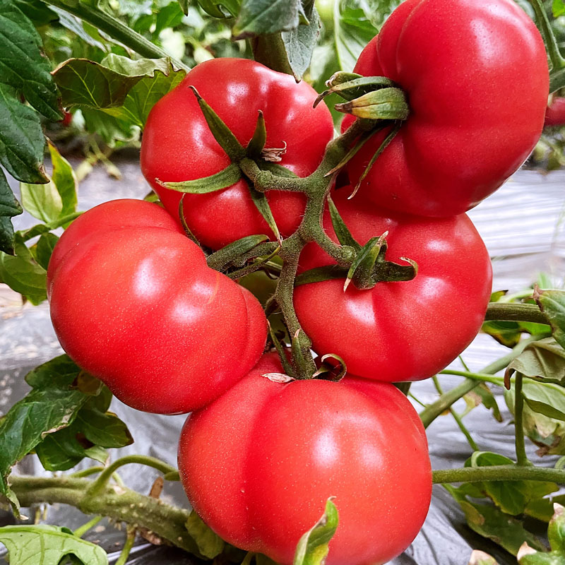 普罗旺斯水果番茄
