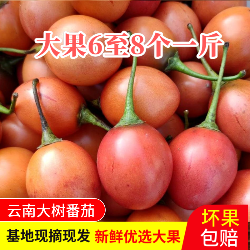 云南大树番茄自家种植新鲜蔬菜优选大果凉拌调味基地现摘现发包邮