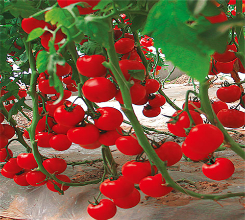 中研红8号番茄种子|蔬菜种子抗病抗逆性强适合南方基地露地种植。
