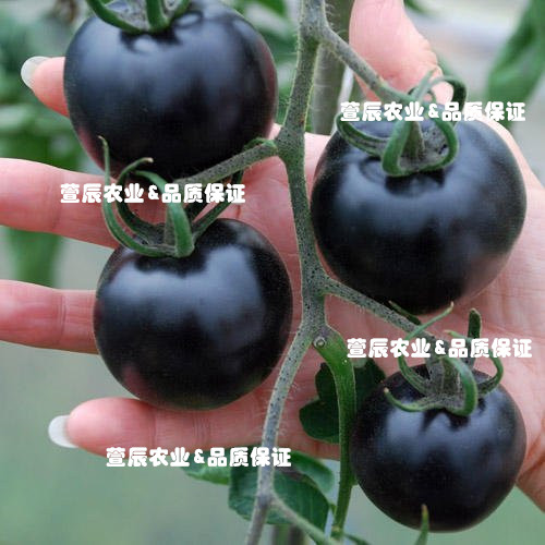 非洲黑玉黑番茄种子 黑西红柿种子 庭院基地种植 寿光菜博会推荐