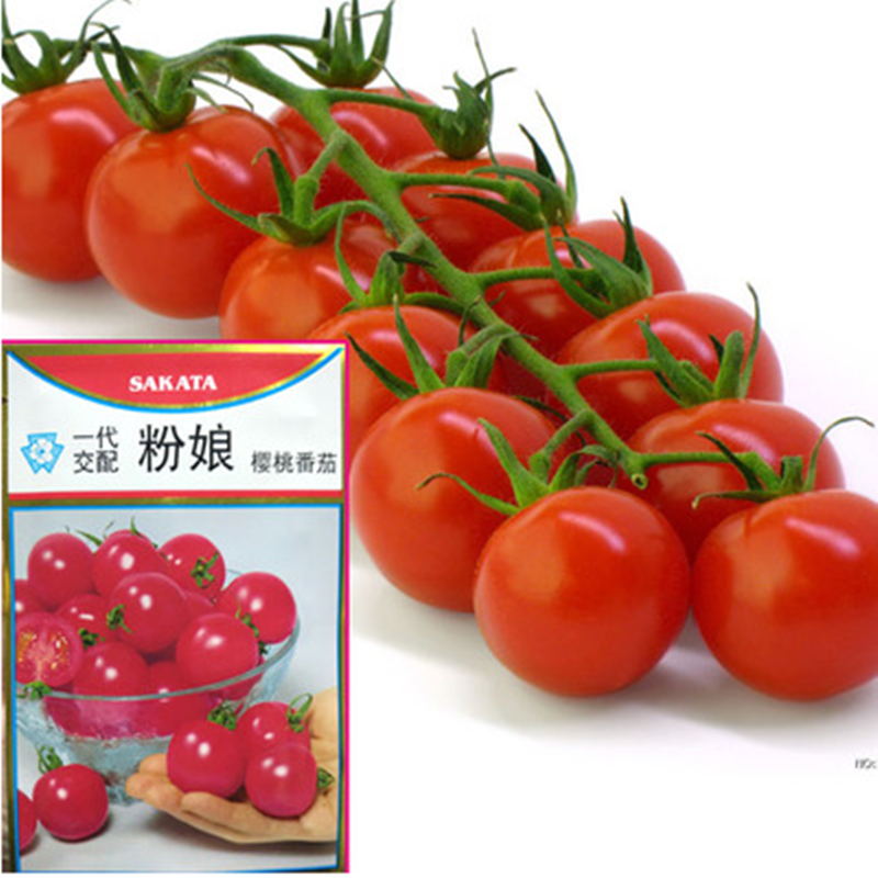 寿光蔬菜种子粉娘樱桃番茄种子日本坂田种源基地种植500粒装