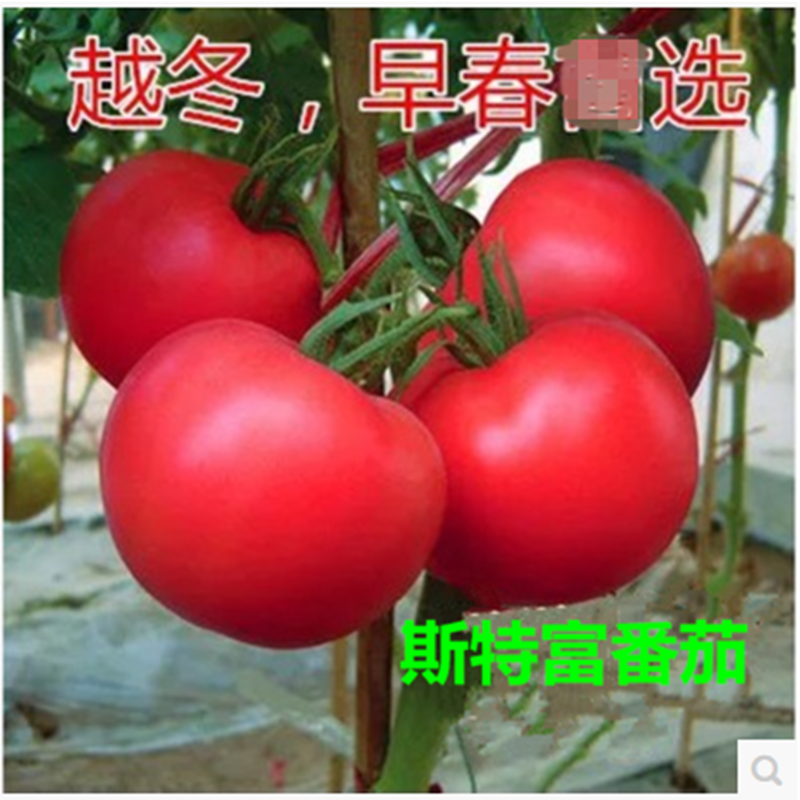荷兰种源番茄种子西红柿种子高产大果耐寒斯特富番茄基地种植