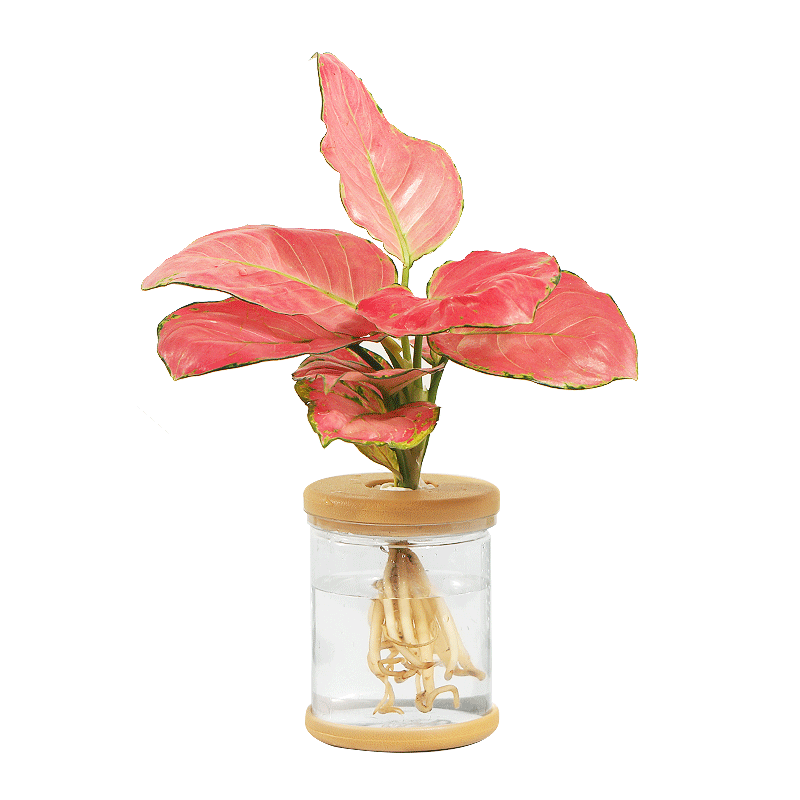 水培花盆透明塑料桌面水养植物花瓶抗摔不易碎发财树绿萝富贵竹盆