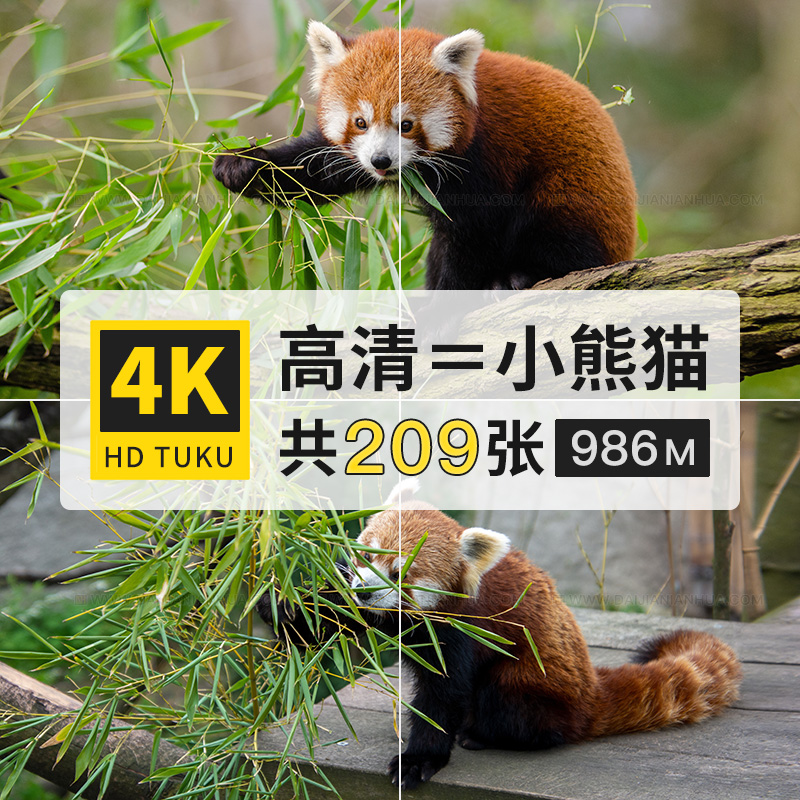 小熊猫红猫熊金狗动物图片4K高清图库电脑壁纸ps绘画设计参考素材