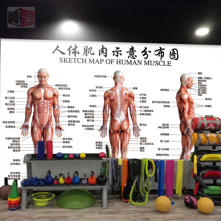 人体肌肉分布图壁纸 健身房私教中心定制墙纸 运动康复中心壁画