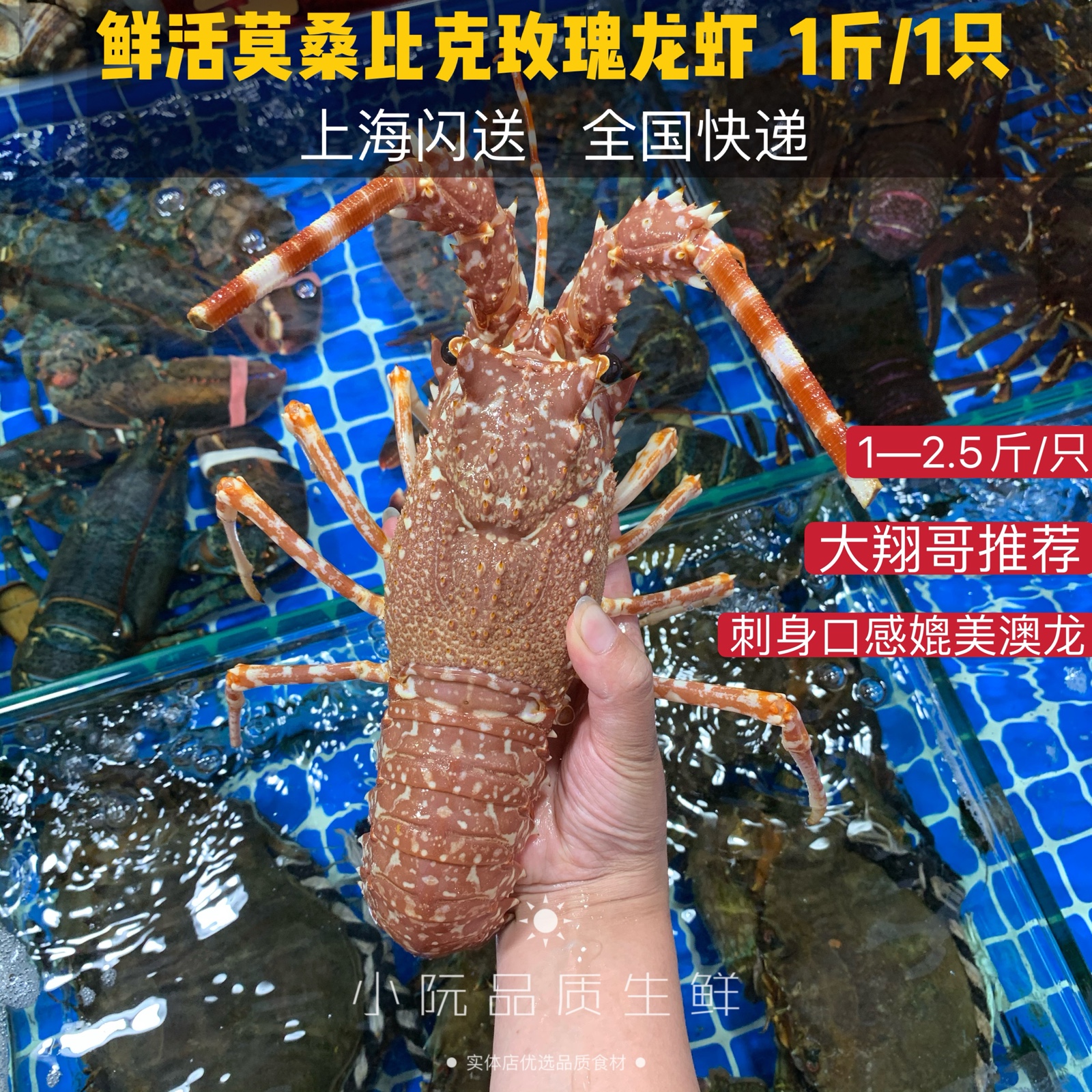 鲜活莫桑比克玫瑰龙虾 玫瑰龙虾海鲜刺身料理龙虾媲美澳龙500g
