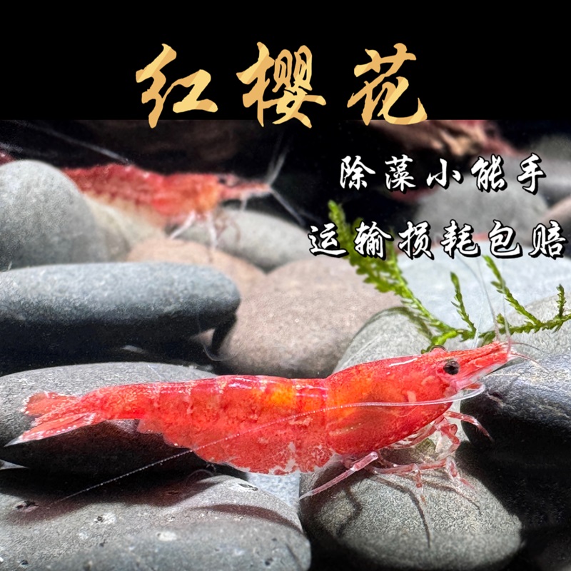 樱花虾宠物虾小米虾清洁虾工具虾淡水观赏虾活体樱桃虾包路上损耗