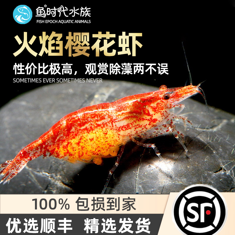 樱花虾观赏除藻工具宠物种虾亚成年樱桃抱卵虾抱蛋活体草缸小型虾