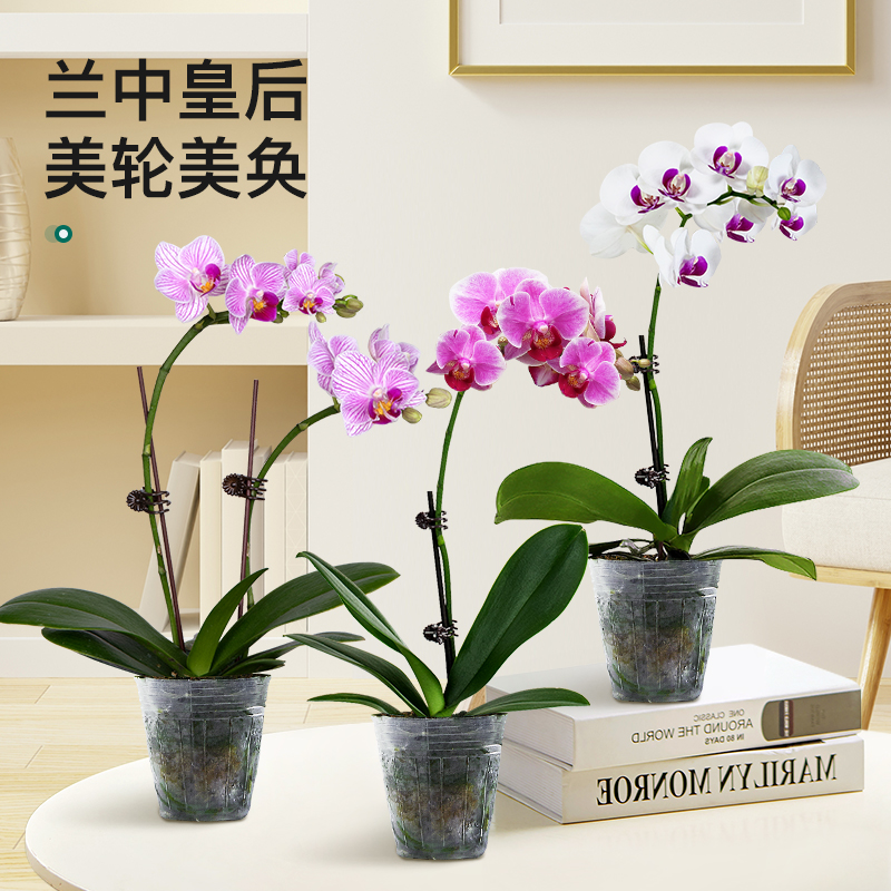 蝴蝶兰盆栽带花卉带花苞植物室内四季开花客厅办公室兰花大苗好养