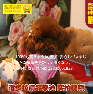 【配种】家养微小玩具茶杯棕红贵宾种公泰迪熊犬有视频照片袖珍犬