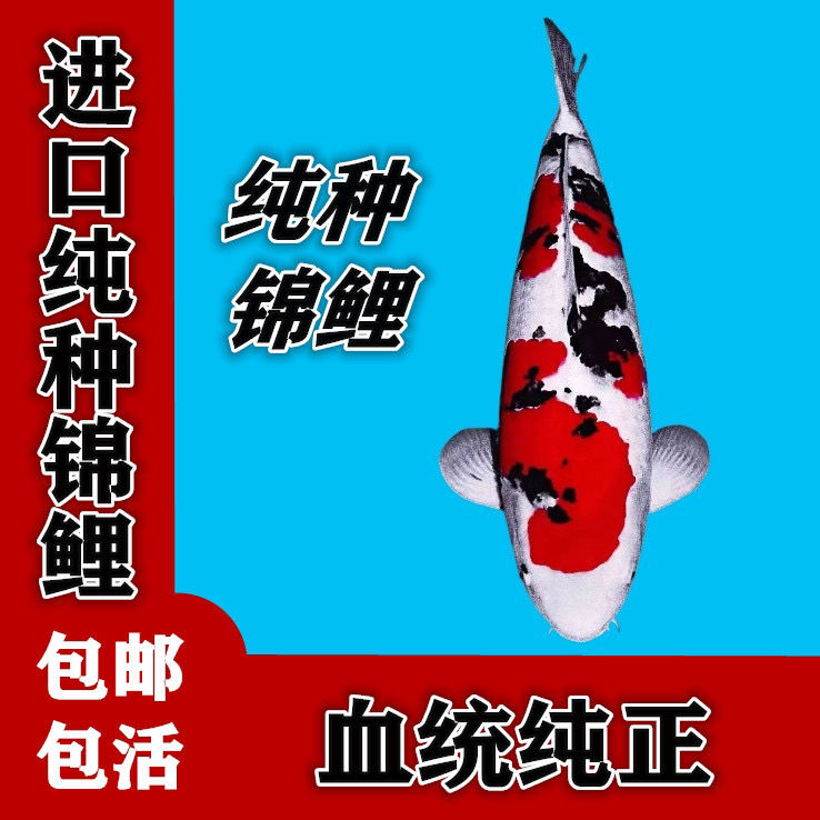 进口二代纯种锦鲤红白大正金鱼活体时来运转观赏鱼精品包邮包活