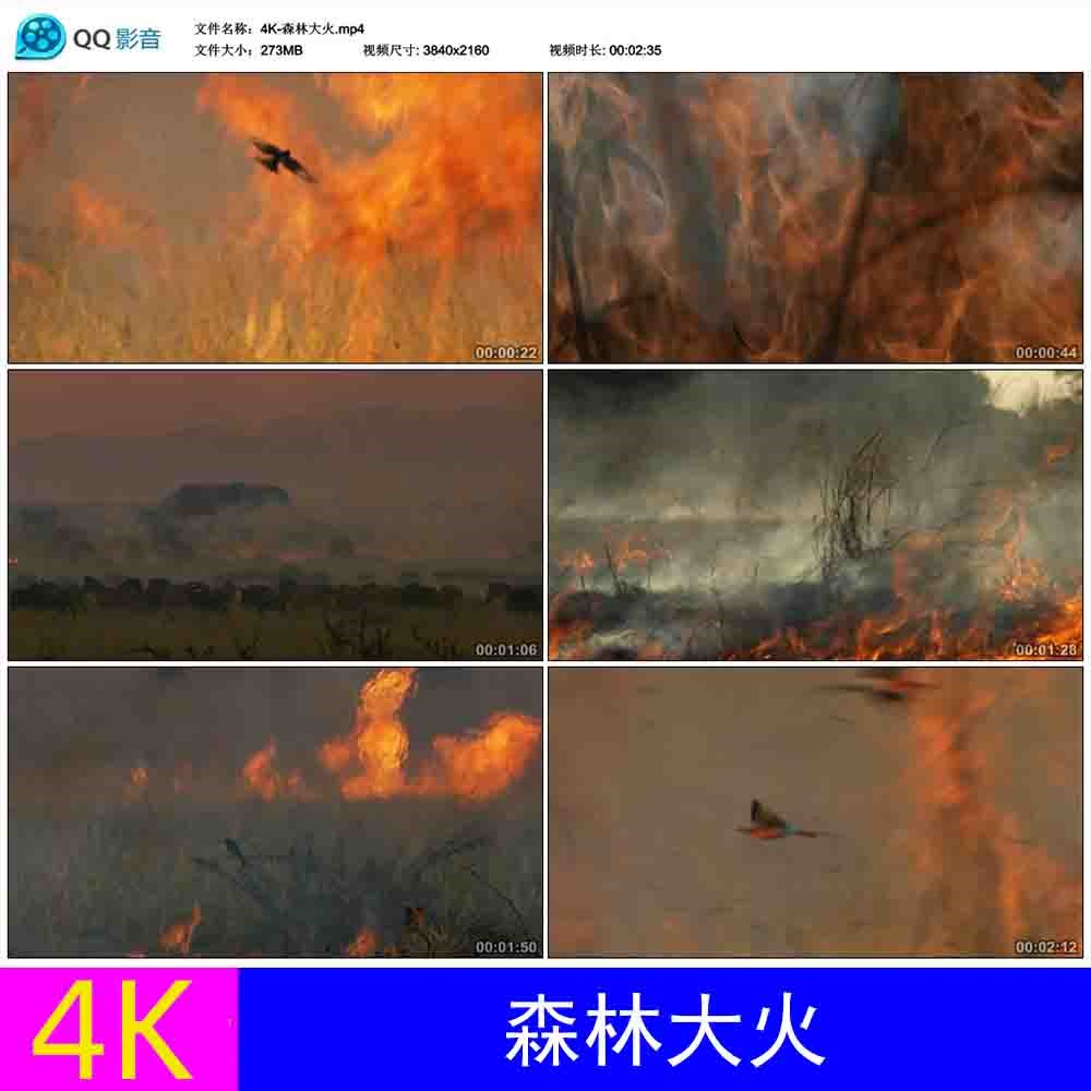原始森林火灾大火实拍防火树木着火燃烧草原动物航拍视频素材4K