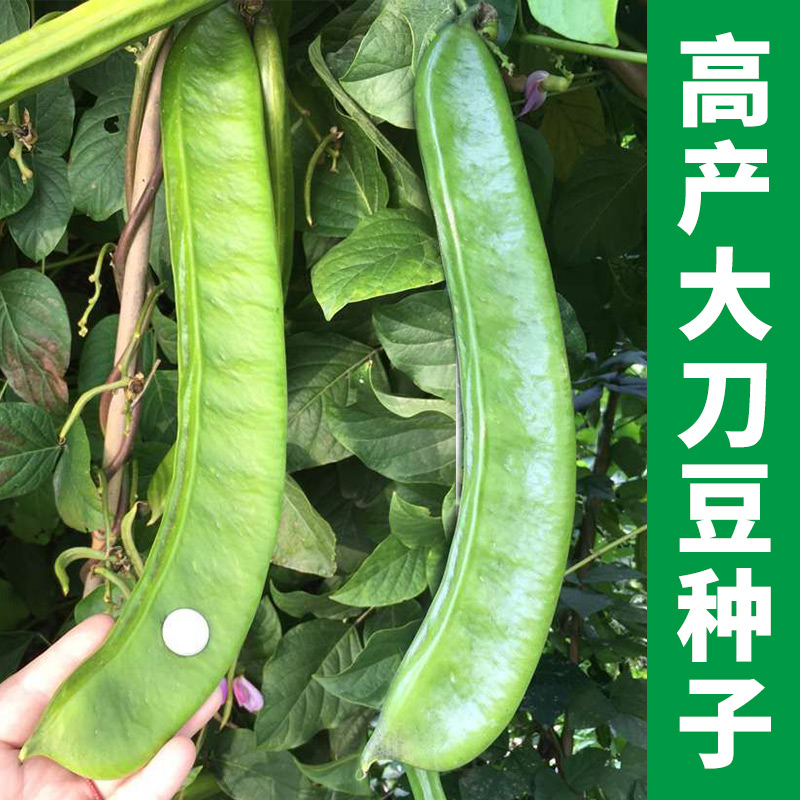 屠龙刀刀豆种子孑春季夏季秋季耐热四季蔬菜挟剑豆特长大刀豆种籽