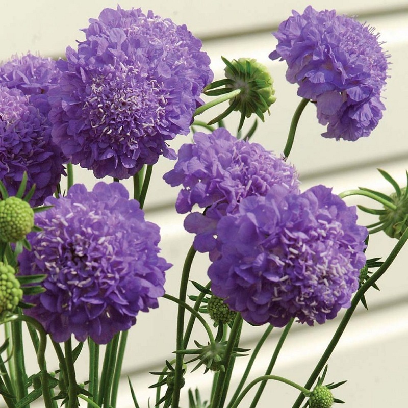 紫盆花蓝盆花轮峰菊山萝卜阳台花种子室外室内四季盆栽花卉种子