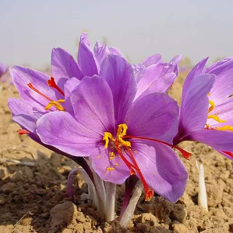 正宗伊朗藏红花种球品种根种子花苗盆栽开花可泡水耐寒四季开花卉