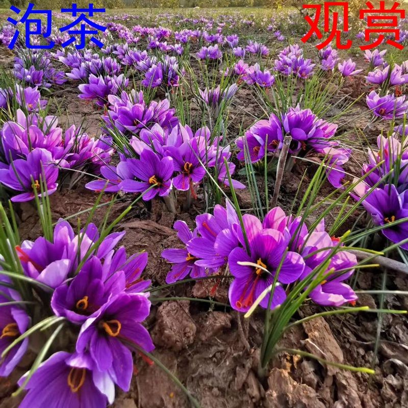 正宗藏红花种球种植番红花种苗种子西红花根盆栽自种女用秋冬开花
