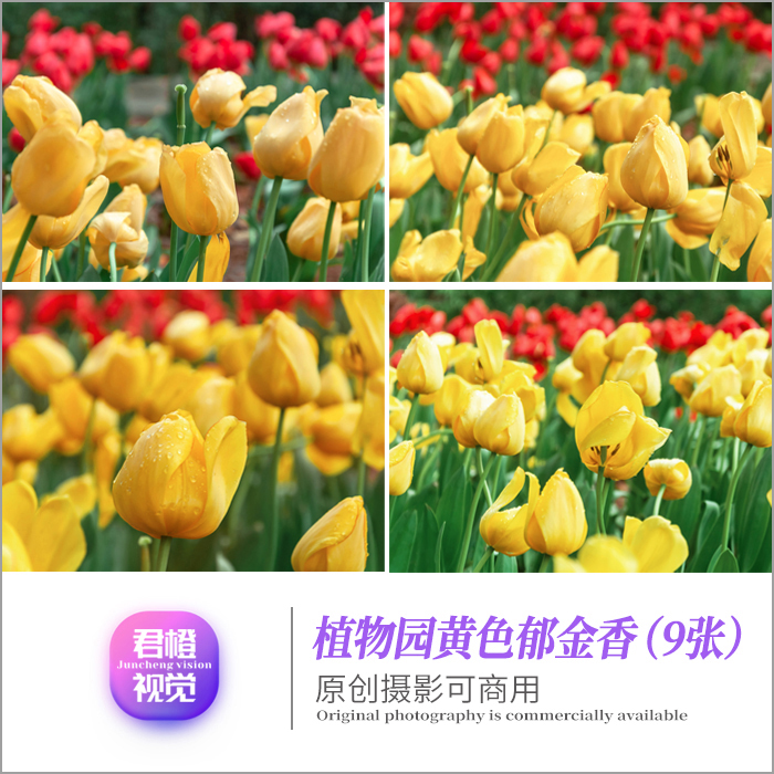 精选黄色郁金香鲜花朵卉原创摄影图片设计素材风景电脑手机壁纸