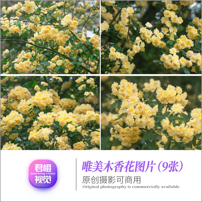 精选清新黄木香花朵卉蔷薇原创摄影图片设计素材风景电脑手机壁纸