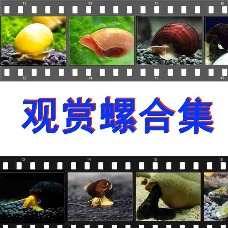 观赏螺水蜗牛黑金刚螺黄金螺紫螺鲍鱼螺斑马螺橙兔螺杀手螺