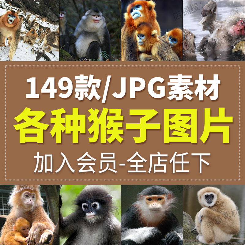 猴子猢狲猕猴狐猴猿灵长类野生动物抖音剪辑设计摄影JPG图片素材