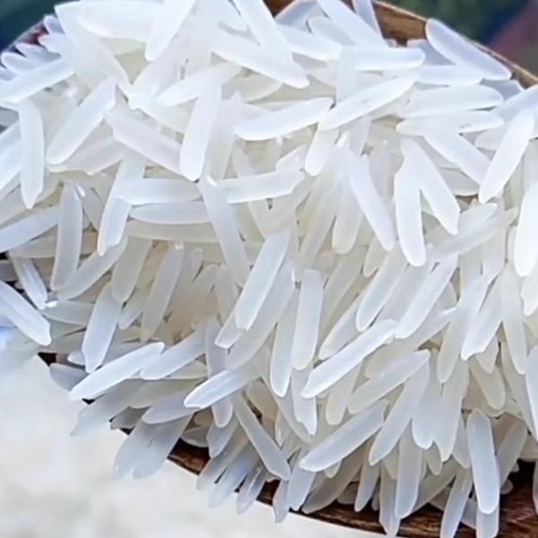 2023年农家米新米正宗猫牙香米蛋炒饭长粒香米丝苗大米超长油粘米