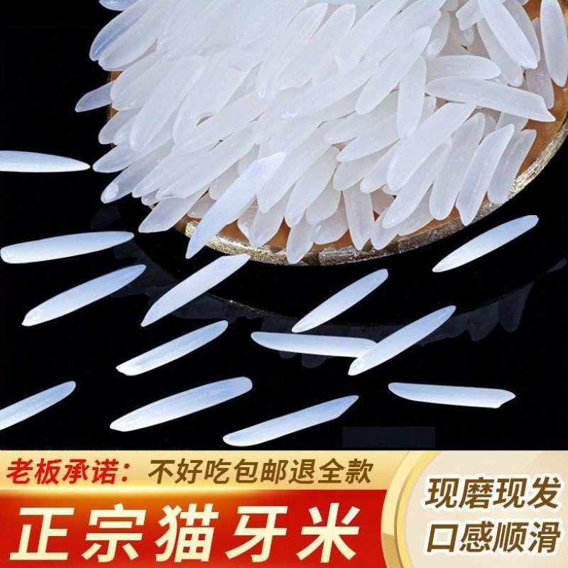 猫牙米长粒泰国香米形状2023新米超长特级丝苗大米50斤官方旗舰店