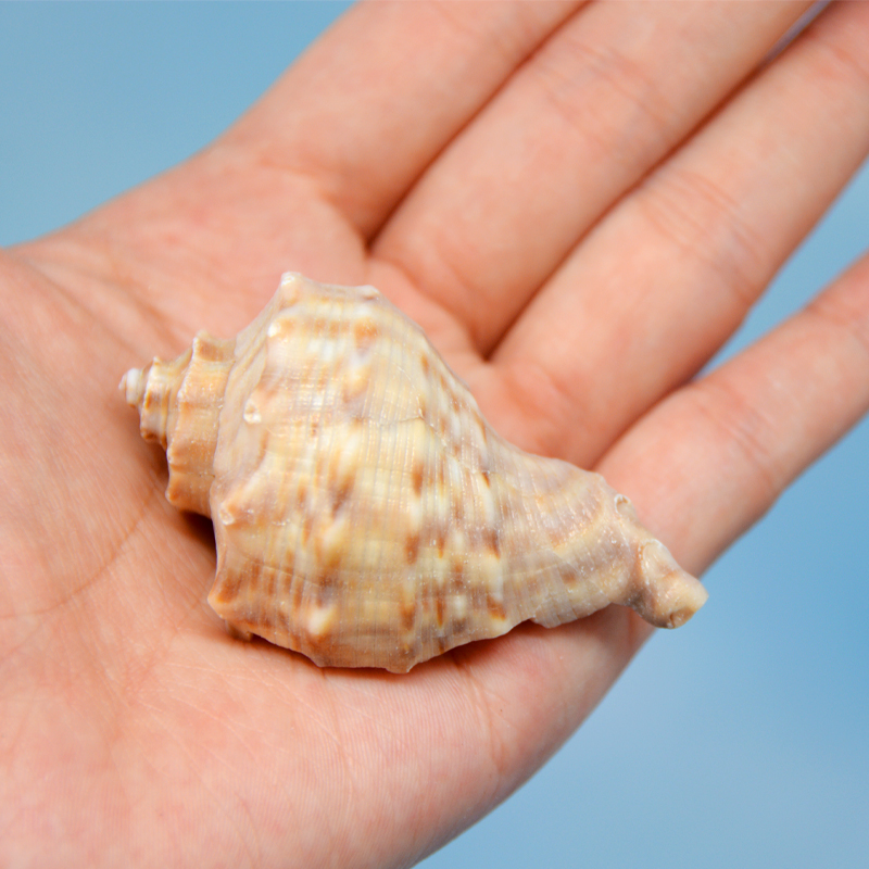 天然石头螺寄居蟹卷贝鱼换壳鱼缸水族馆造景装饰海螺火炬螺