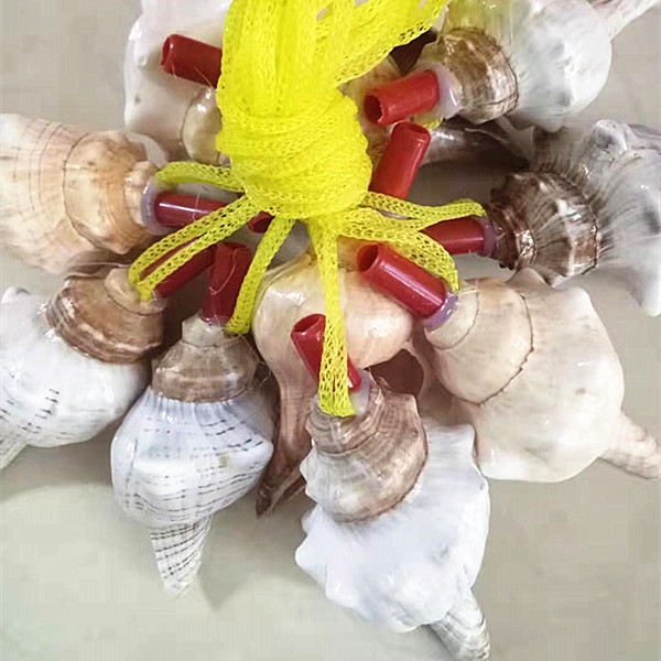 天然海螺石头螺号角口哨儿童玩具