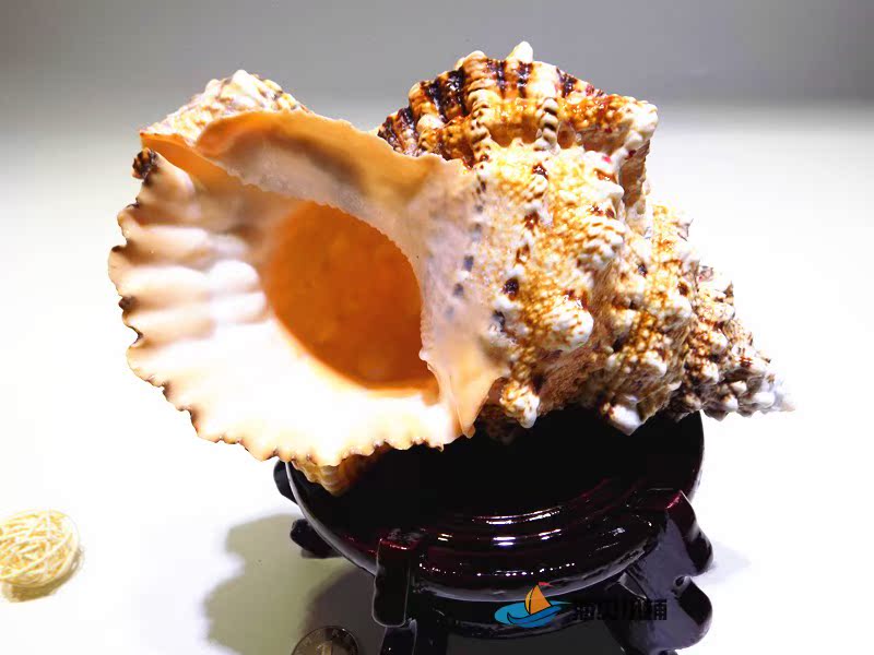 天然石头螺金口海螺大贝壳珊瑚海星鱼缸造景摆件收藏礼品包邮