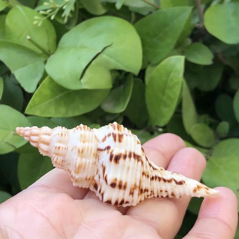 花斑长旋螺天然海螺贝壳拍摄道具多肉微景观装饰品地中海摆件超大