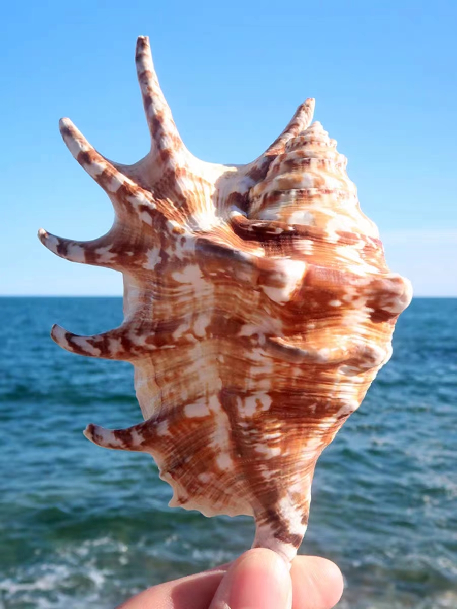 天然海底海螺七角螺花斑七角摆件装饰鱼缸造景送礼
