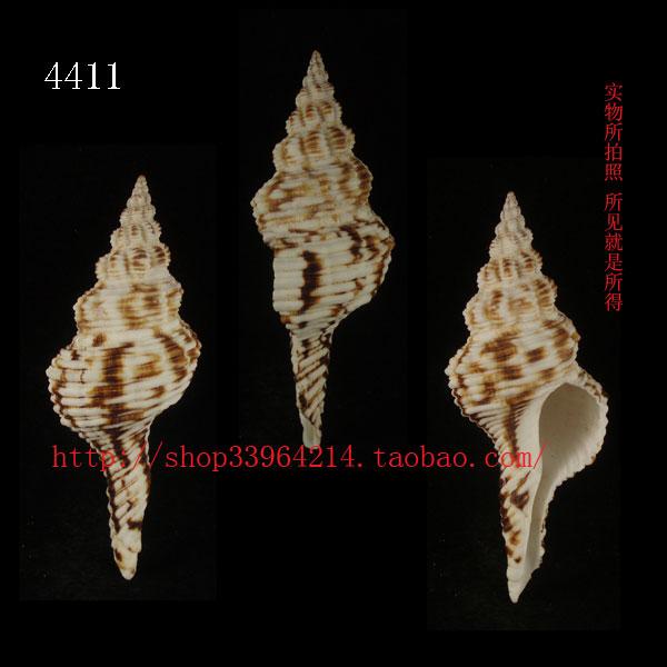 海螺贝壳 （对图发货）9CM 花斑纺锤螺 收藏标本 4411