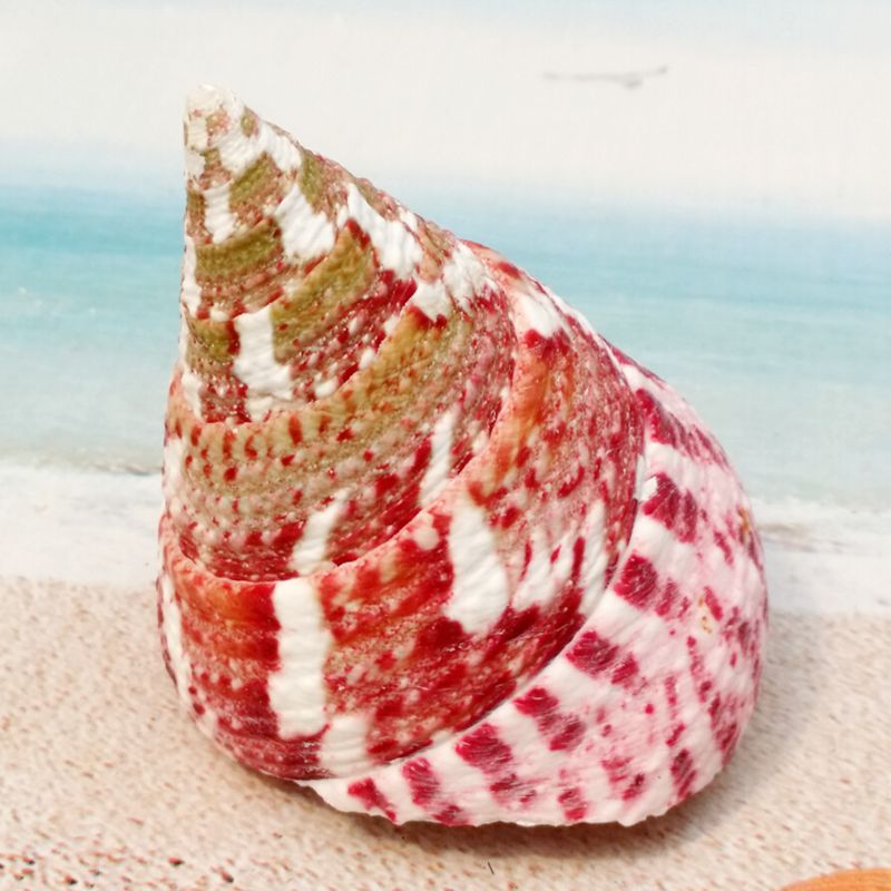 天然海螺贝壳摆件 花斑钟螺 鱼缸地台墙面装饰婚庆布置 创意饰品