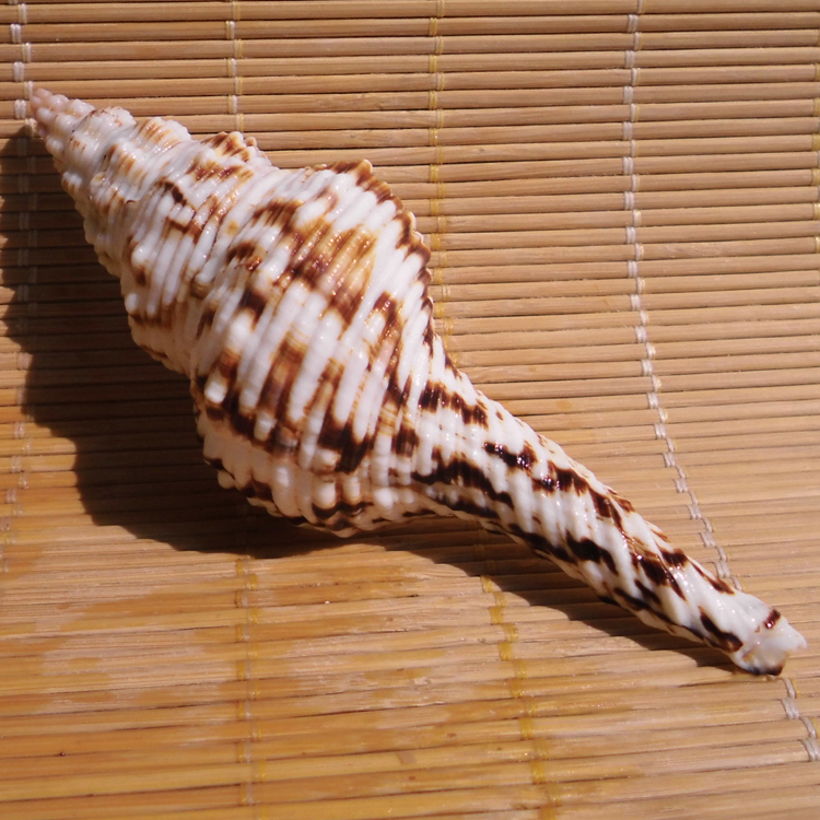 天然海螺贝壳花斑长旋螺 长号螺 鱼缸水族造景 橱窗装饰