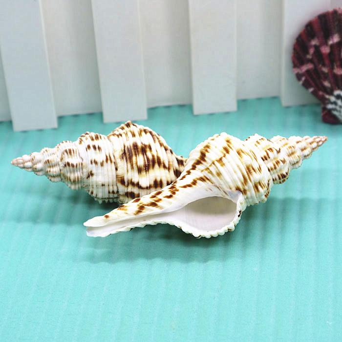 天然海螺贝壳大花斑长旋螺收藏标本鱼缸家居装饰拍摄造景摆件DIY