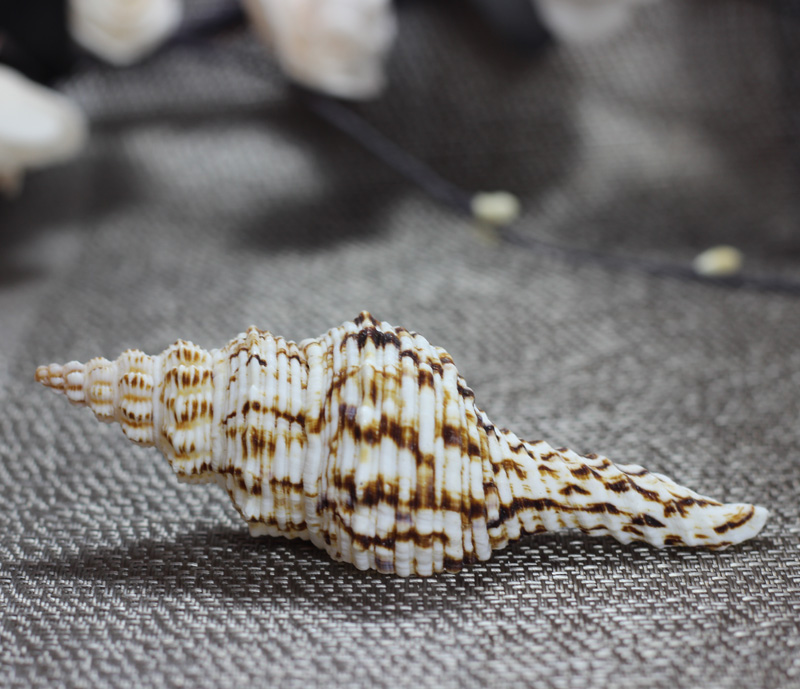 天然花斑长旋螺长号螺海螺贝壳家居装饰墙贴地台水族鱼缸造景螺壳