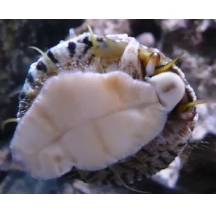 食藻螺 翻沙螺 花斑钟螺 牛眼螺 活体海水生物 螺类 必拍包装