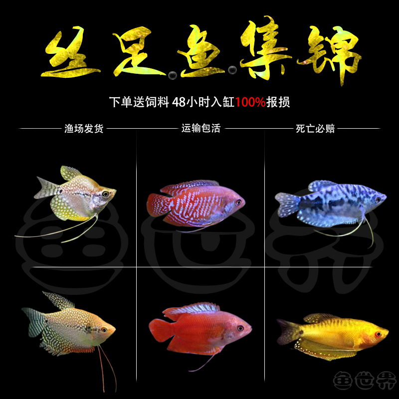 吃蛋白虫黄蓝曼龙鱼马甲鱼五彩丽丽鱼曼龙球水族宠物耐养活体包邮