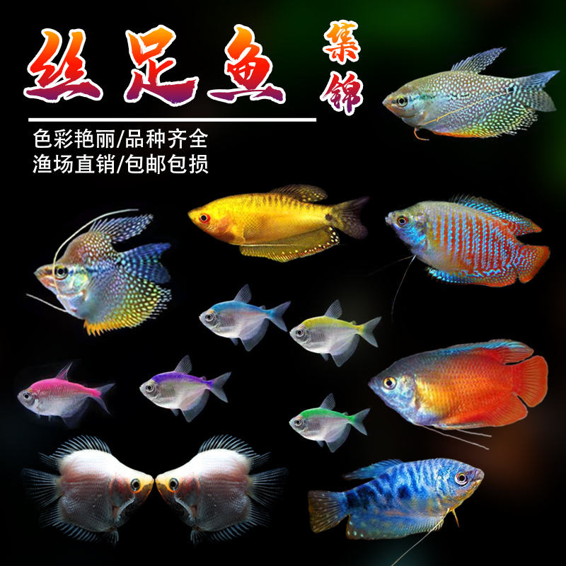 蓝曼龙鱼观赏鱼五彩丽丽珍珠马甲鱼吃虫好养不需要打氧耐活热带鱼